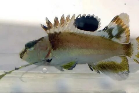 This fish has