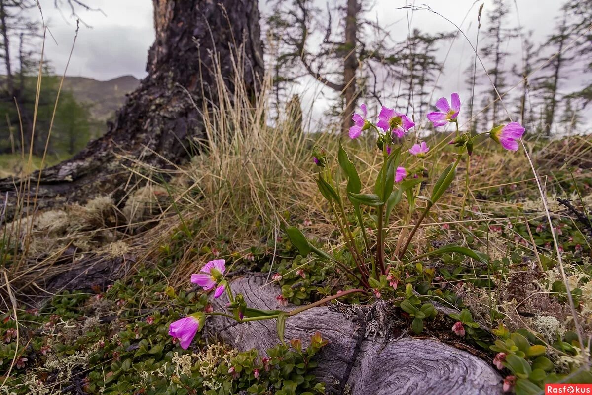 Лесотундра Якутии. Тундра цветет. Цветущая тундра весной