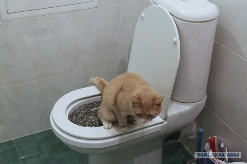 Кот по большому жидко. Котенок в унитазе. коты которые ходят на унитаз. туалет для котят. кошачий унитаз в унитазе.