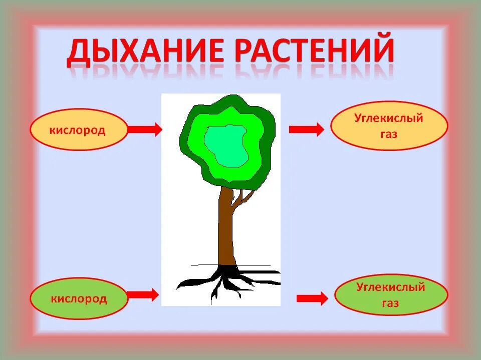 Дыхание растений задания 6 класс. Дыхание растений. Схема процесса дыхания растения. Дыхание растений растений. Процесс дыхания и питания растений.