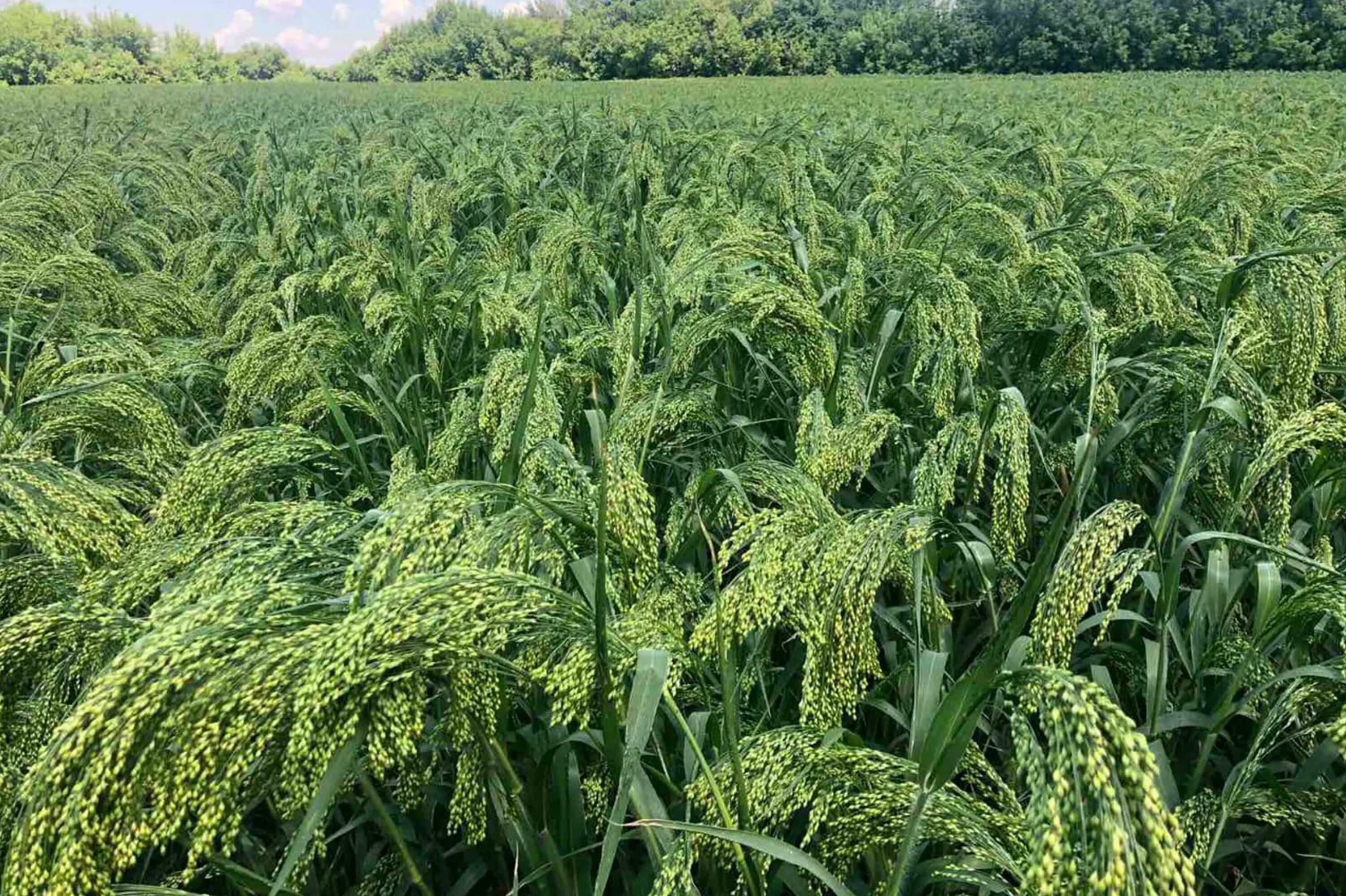 Особенности проса. Просо сорнополевое. Просо (Panicum miliaceum). Просо сорнополевое сорняк. Просо Обыкновенное.