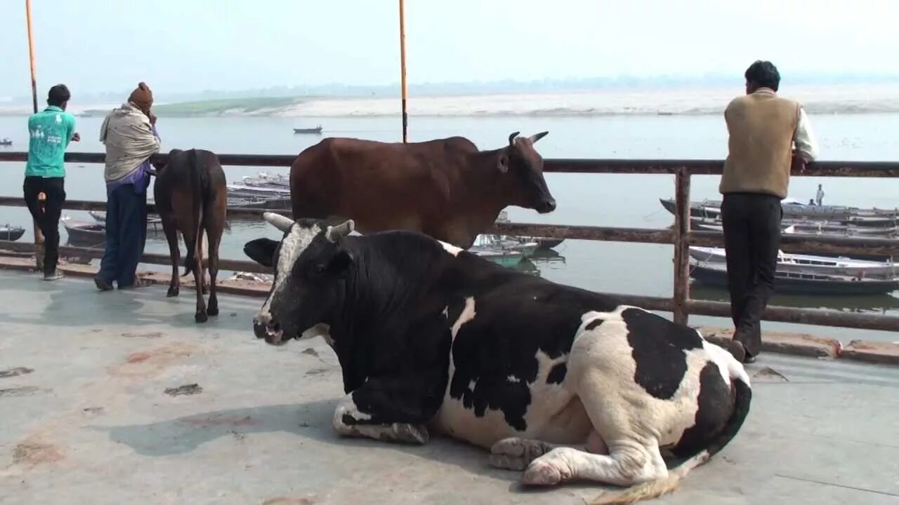 Как путешествовать с коровой. Индуизм корова. Корова Священное животное в Индии. Коровы и обезьяны в Индии.