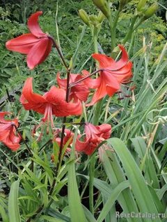 Red life