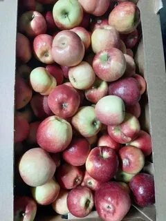 Самара яблоки