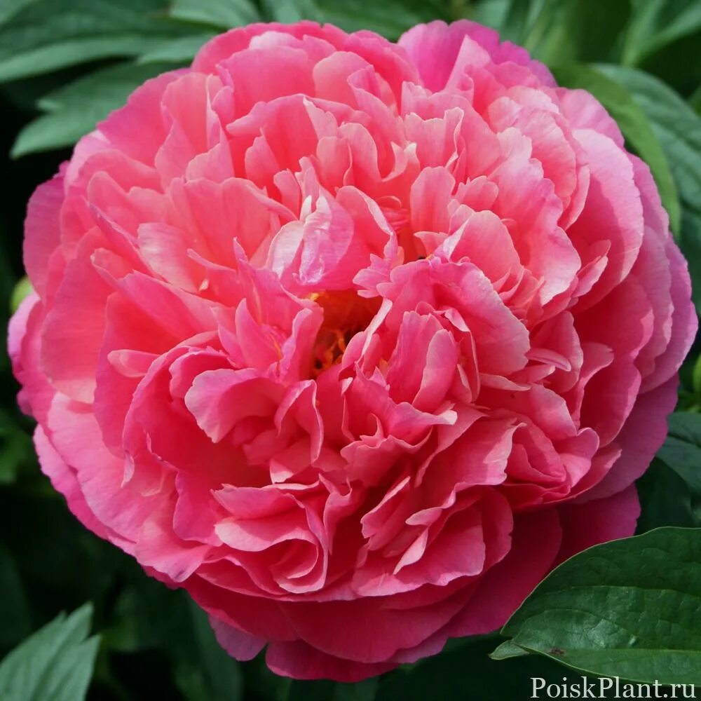 Название фото кораллового пиона Coral Charm peony bundle Peonías, Rosas