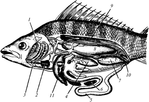 Внутреннее строение щуки. Вскрытый Речной окунь строение. Внутренности окуня. Внутреннее строение рыбы. Расположение внутренних органов рыбы.