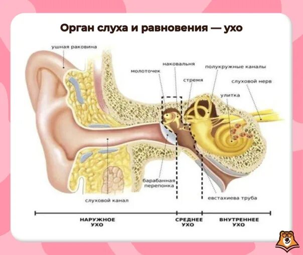 Изменение в среднем ухе. Орган слуха. Среднее ухо на кт. Анатомия уха человека.