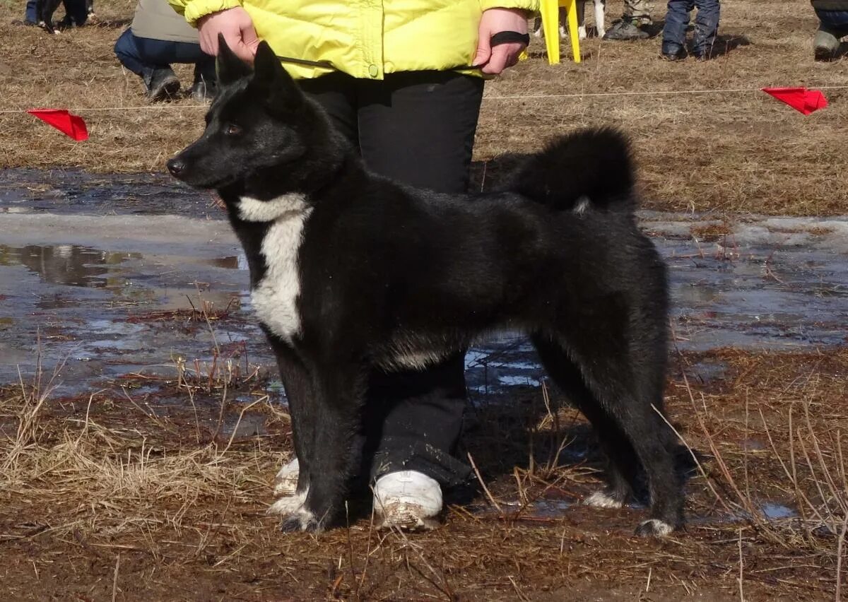 Ли п ч
