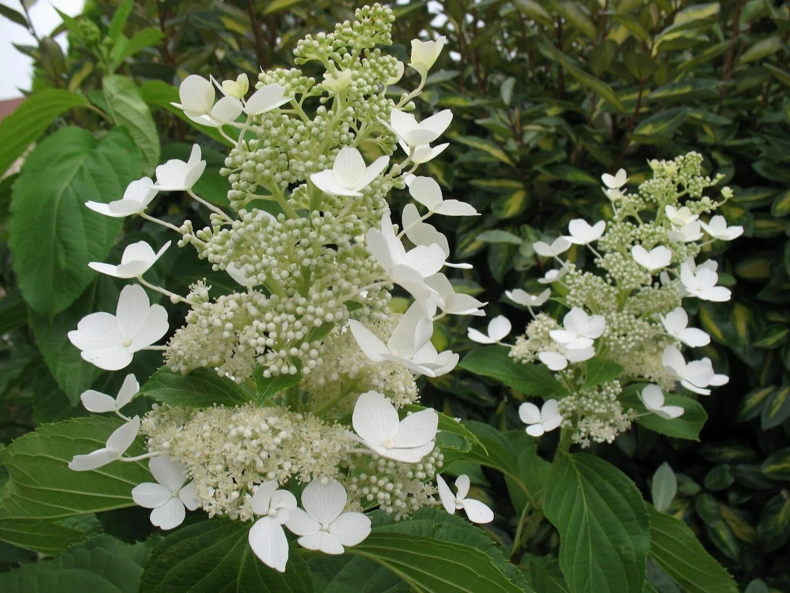 Hydrangea petiolaris. Стерильные соцветия гортензии. Фертильные соцветия. Фертильные соцветия. Фертильные соцветия.