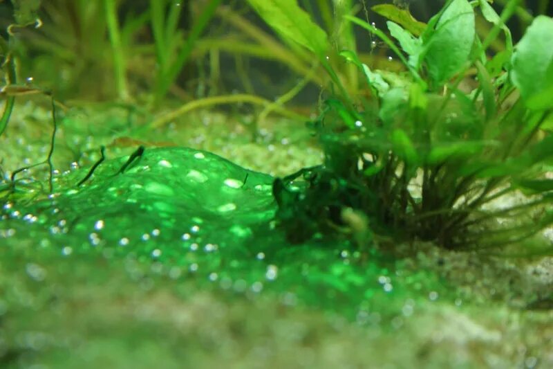 Blue Green algae. Пресноводные цианобактерии. Сине-зеленые водоросли цианобактерии в аквариуме. Цианобактерии в аквариуме.