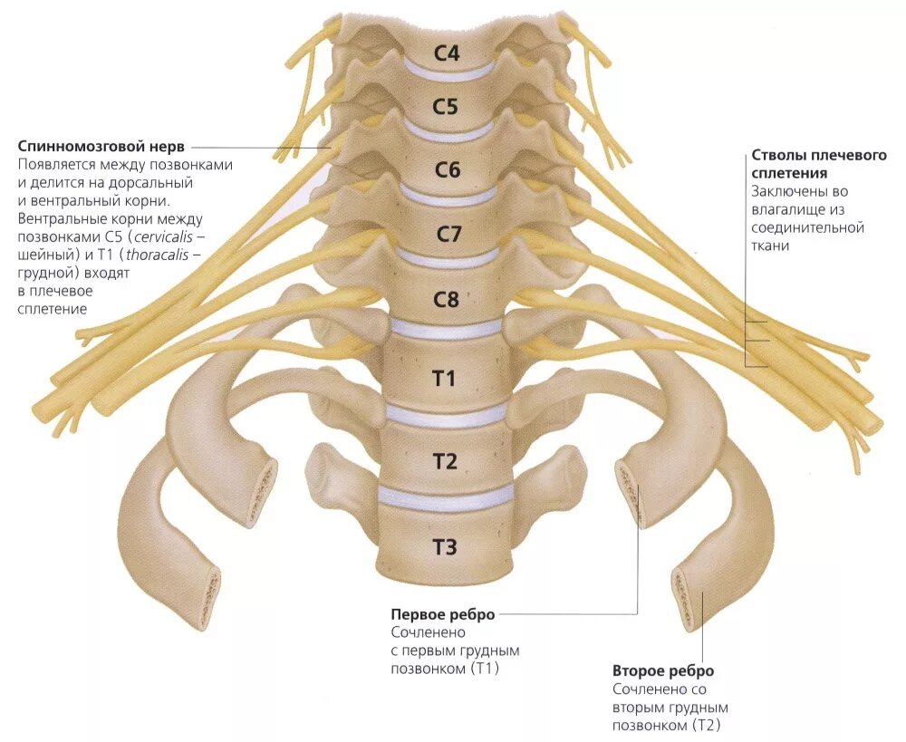 Корешки поясницы. Нервы шейного отдела позвоночника анатомия. Отделы позвоночника шейный отдел анатомия. Сегмент с4-7 шейного отдела. Иннервация шейного отдела позвоночника.