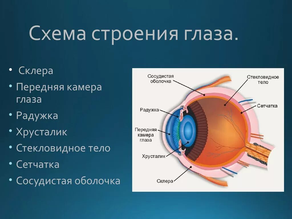 Элементы глаза. Сетчатка Радужная оболочка хрусталик. Строение глаза вид сбоку. Строение склеры глаза. Склера глаза строение и функции.