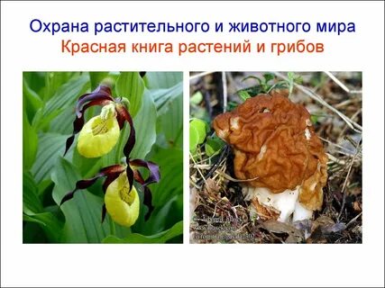 Охраняемые животные и растения
