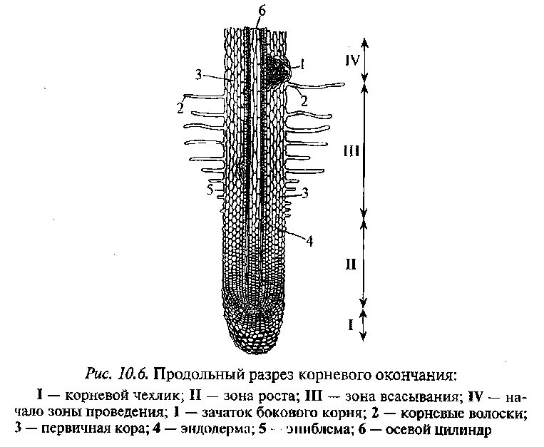 Строение молодого корня. Строение корня ризодерма. Поперечный срез корня в зоне всасывания. Строение корня на продольном срезе. Ризодерма строение.
