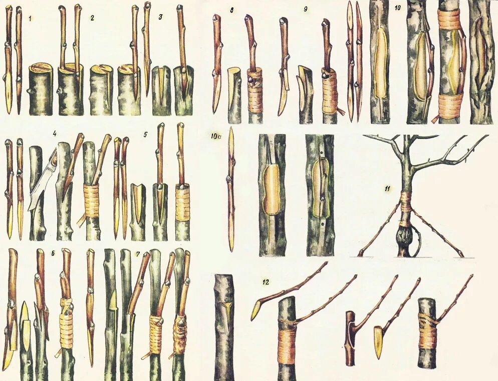 Как правильно сделать прививку на яблоне. Способы прививки плодовых деревьев окулировка. Окулировка яблони глазком. Прививка яблони окулировкой. Прививка яблони методом окулировки.