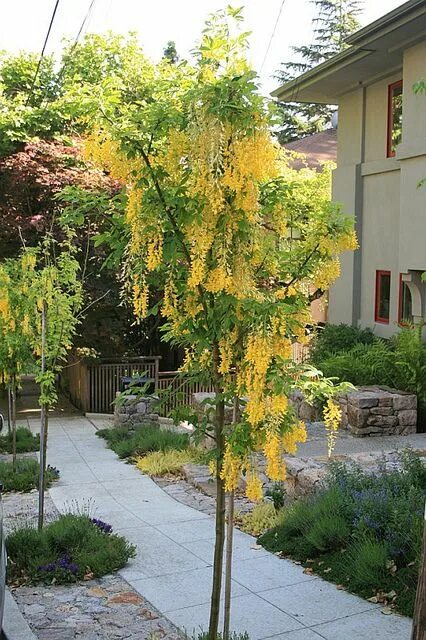 Laburnum Tree Growing and Planting Guide - Real Men Sow
