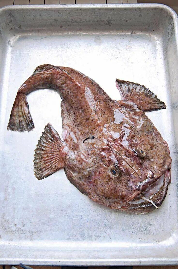 Monkfish