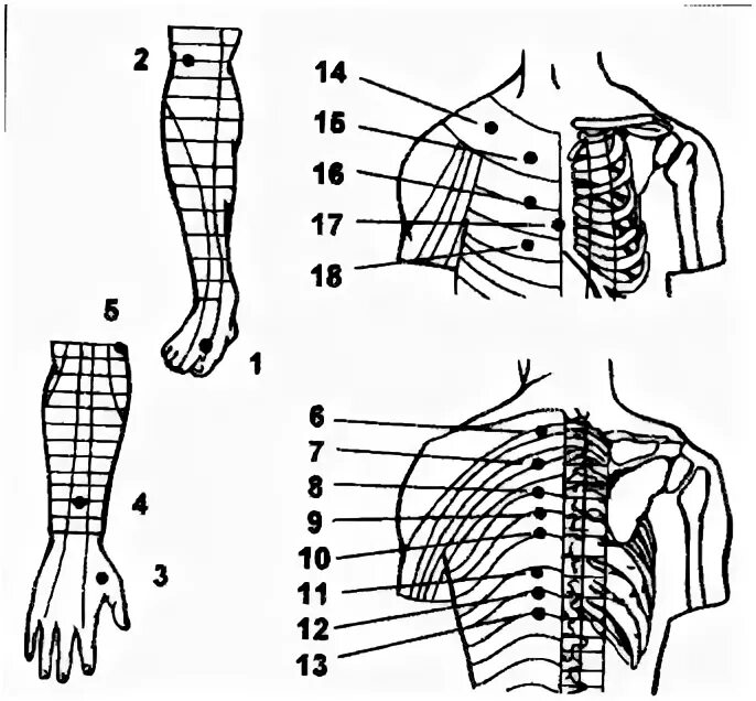 Точка спереди. Акупрессура точечный массаж остеохондроз. Паравертебральные точки грудного отдела. Точечный массаж при остеохондрозе грудного отдела позвоночника. Акупунктурные точки при остеохондрозе грудного отдела позвоночника.