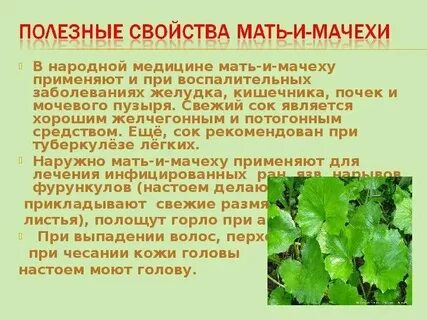 Как можно использовать листья