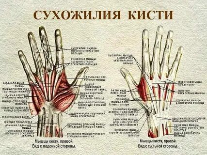 Вывод кисти
