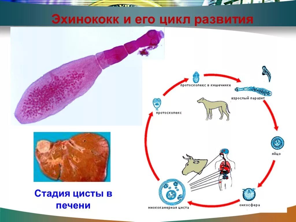 Эхинококки симптомы у людей лечение. Стадии жизненного цикла эхинококка. Эхинококк печени жизненный цикл. Эхинококкоз паразитарная инфекция. Ленточные черви эхинококк.