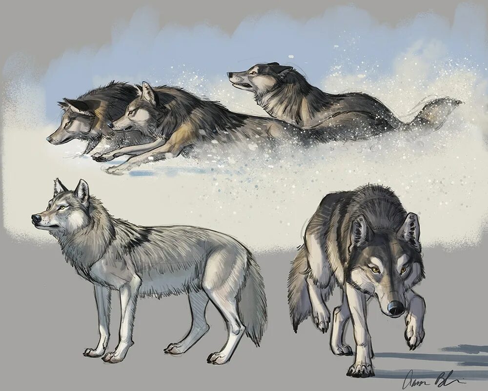 How to wolf