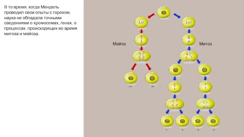 Эксперимент Менделя с горохом. Опыт Менделя с горохом. Грегор Мендель опыт с горохом. 1 Закон Менделя кратко. Наука горох