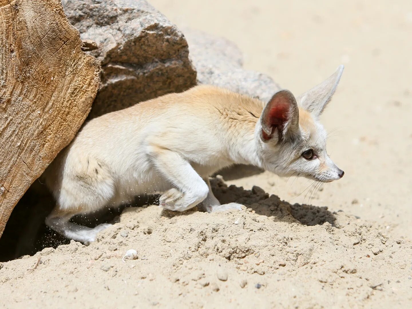 В какой зоне фенек. Фенек. Лиса фенек африка. Фенеки пустынные лисички. Фенек.