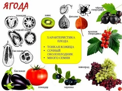 Ягода какому семейству относится