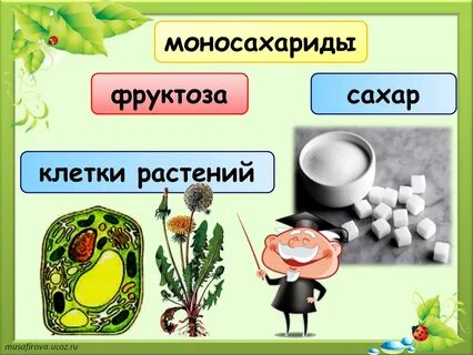 Углеводы урок 10 класс биология презентация