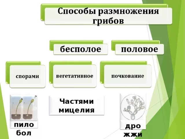 Размножение 2 способами людей. Схема способы размножения грибов. Способы бесполого размножения грибов. Грибы способ размножения. Каким способом размножаются грибы.