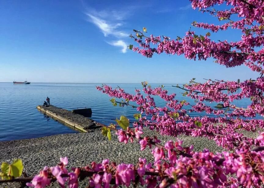 Вода в море сухум. Весенняя абхазия. абхазия сухум цветение розовой. весна в абхазии. сухум весной.