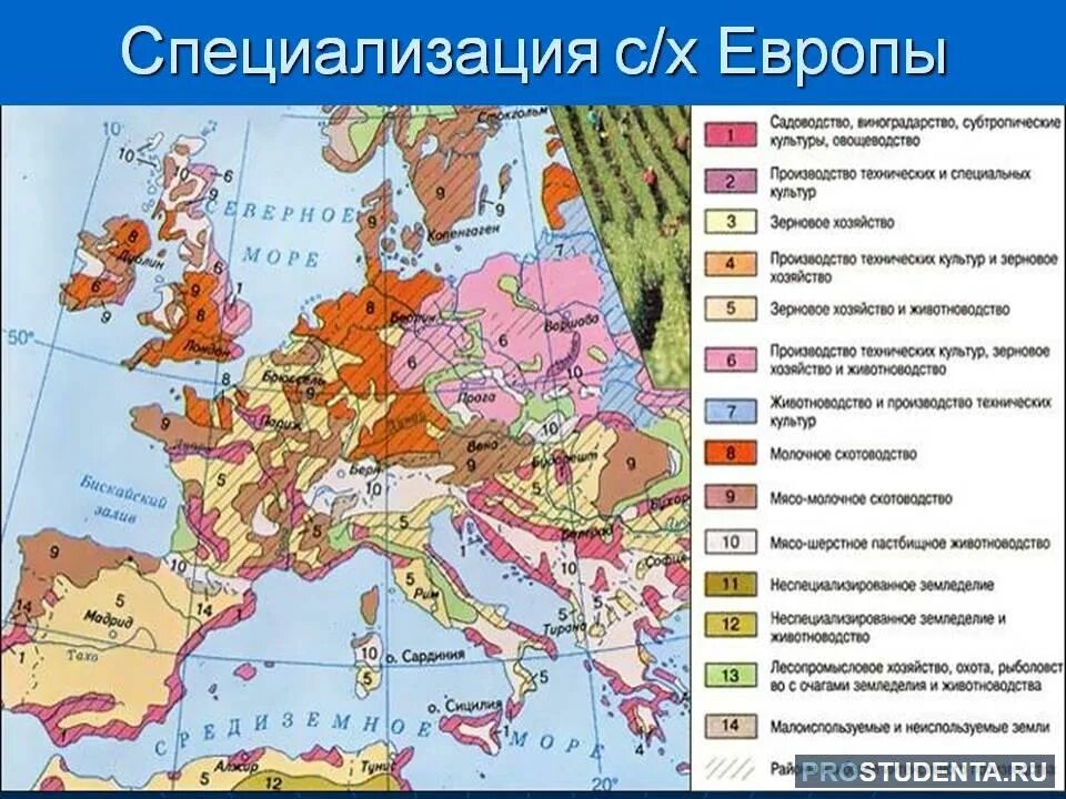 Основные специализации сельского хозяйства. Отрасли специализации сельского хозяйства зарубежной европы карта. сельское хозяйство зарубежной европы карта. специализация сельского хозяйства зарубежной европы. отрасли промышленности зарубежной европы карта.