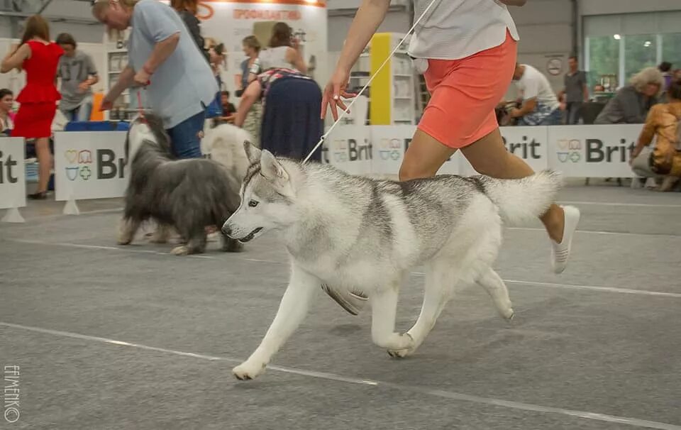 На выставке собак. Выставка собак в самаре. Выставка парад собак чебоксары. Выставка собак самара. Собака чебоксар.