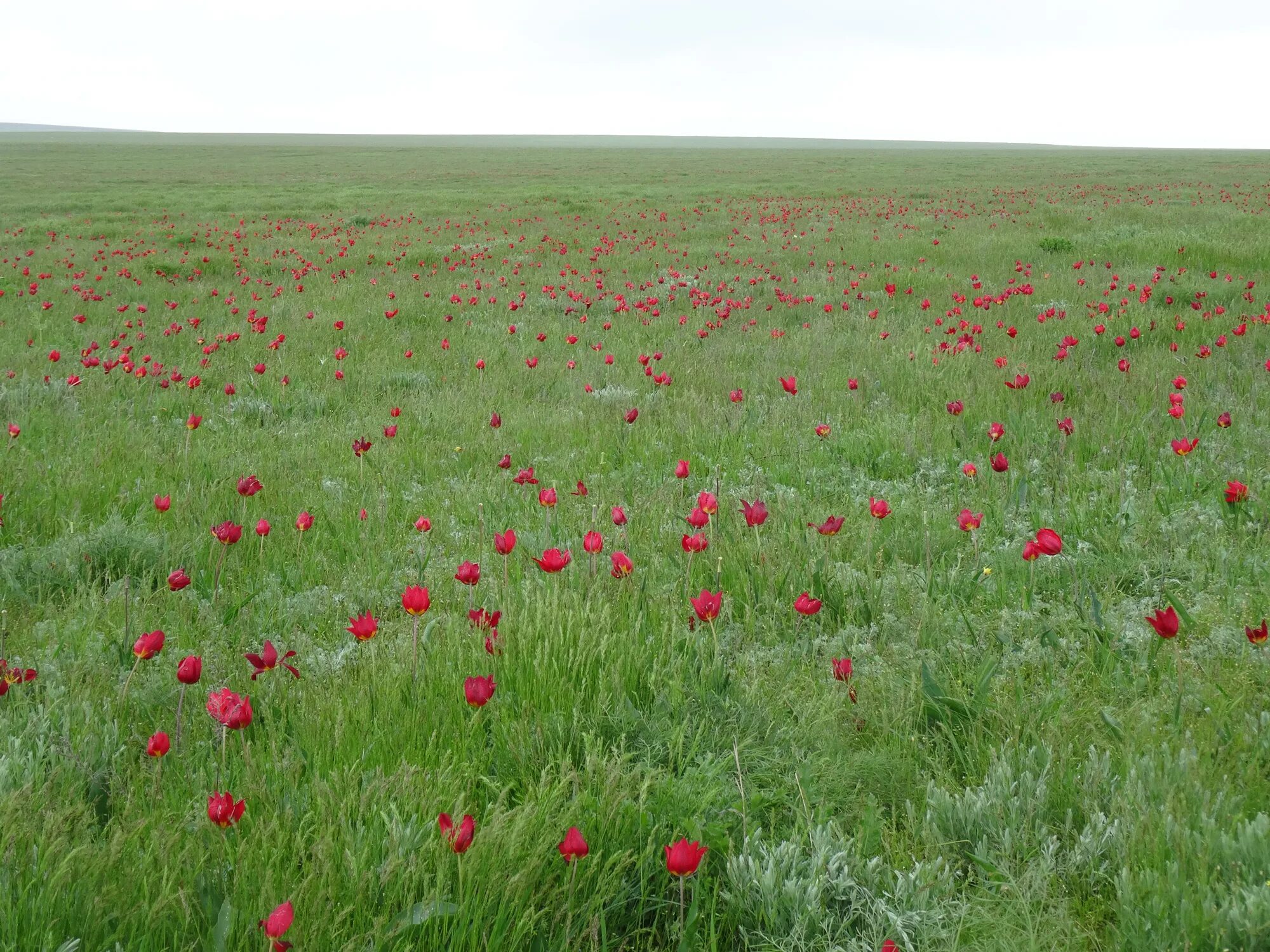 агрохимические показатели почвы. почвенная карта республики калмыкия. карта почв республики калмыкия. республика калмыкия почва. почвенная карта калмыкии.