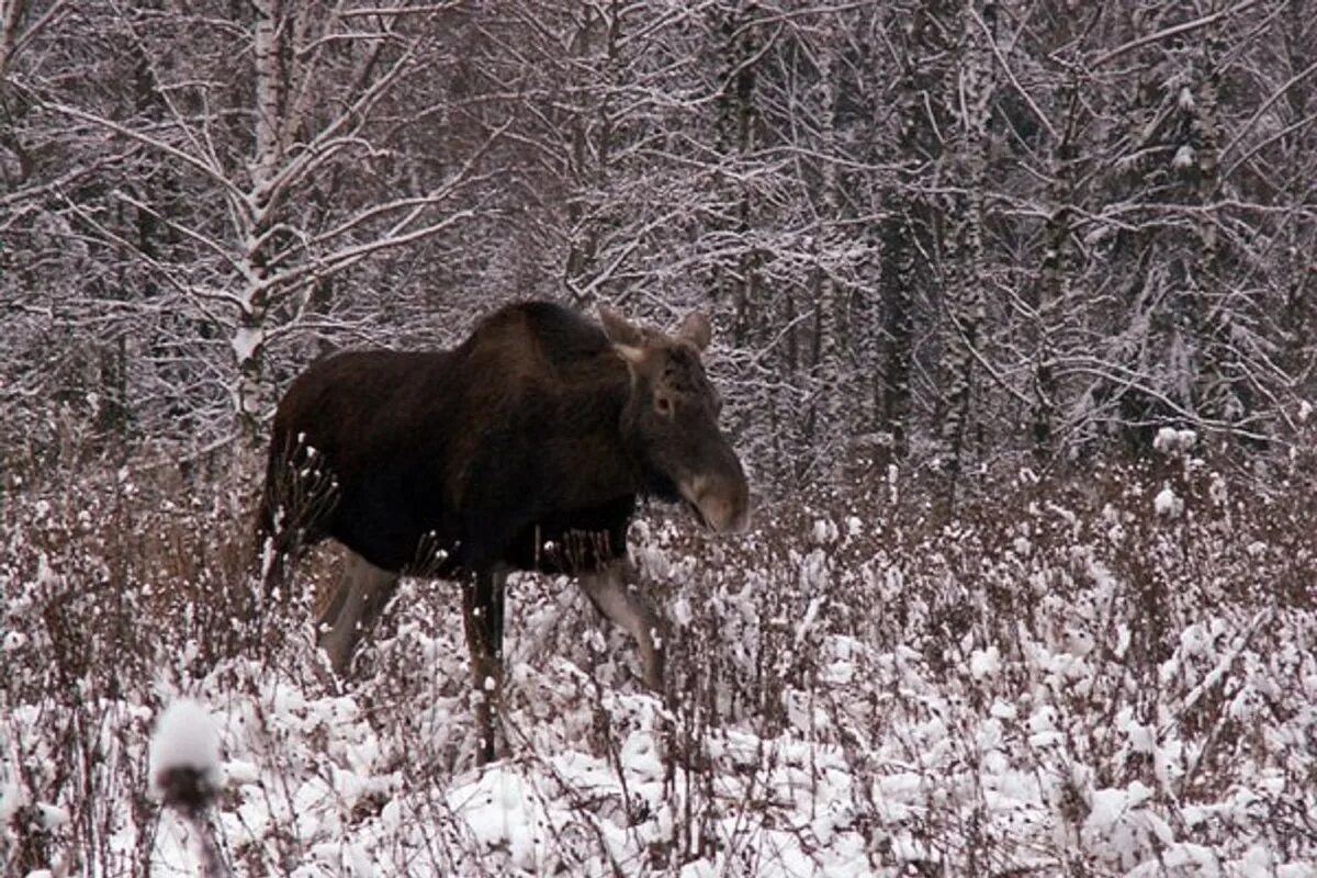 В поисках лося. Лось бежит. Лось зимой. Лось бежит по снегу.