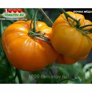 Томат бочка меда урожайность
