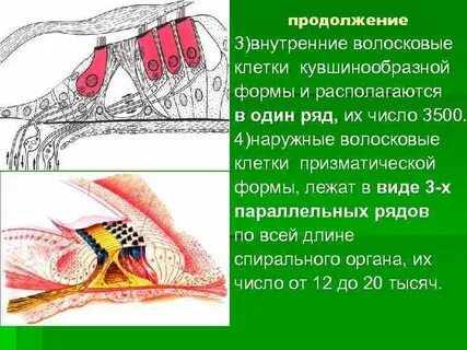 Функции волосковых клеток