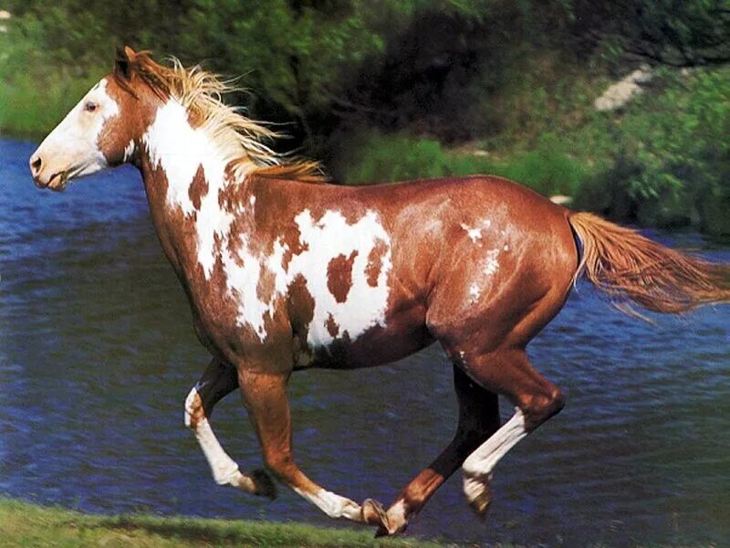 вороная лошадь. вороно пегая масть лошади. черный вороной конь. гнедая лошадь с широкой проточиной. рыжеватое пятно на боку вороного коня.