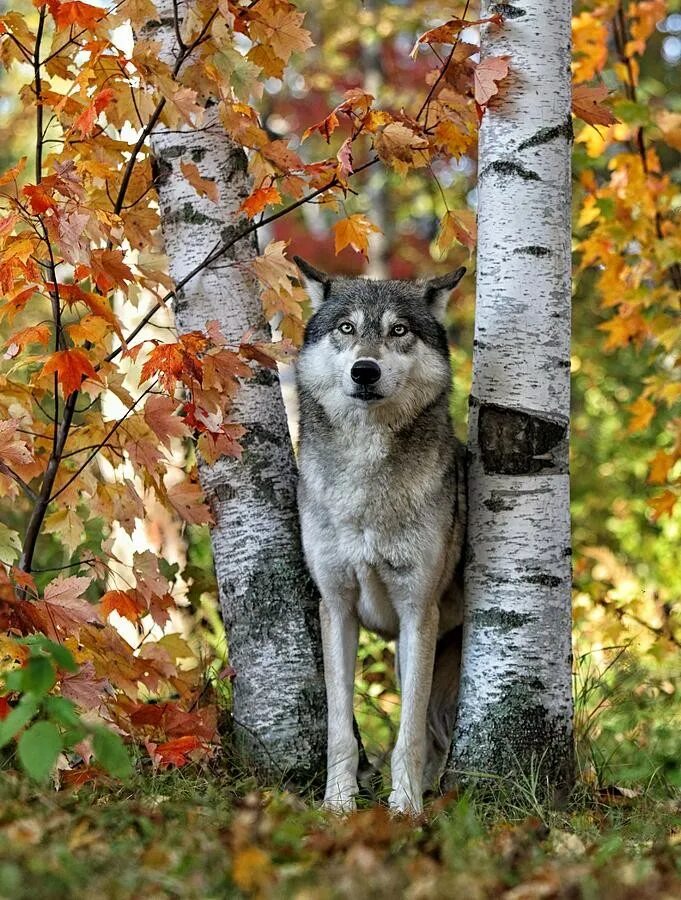 Природа и животные. Звери в лесу. Осень животные. Звери на природе.