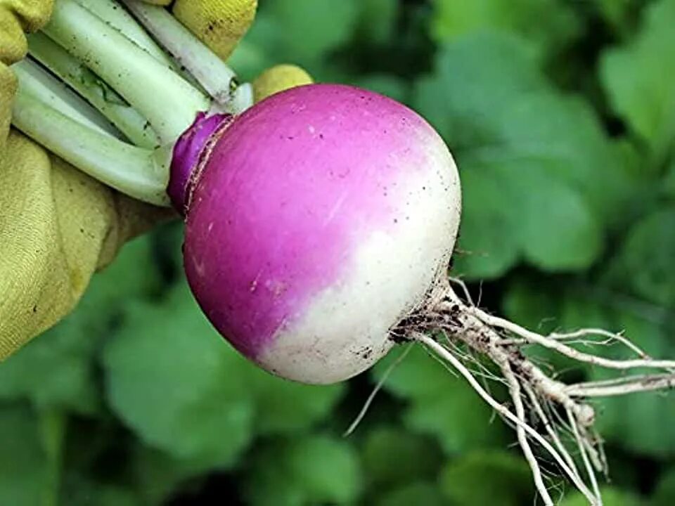 Турнепс брюква. Брюква (Brassica napus). Турнепс Остерзундомский. Какая брюква