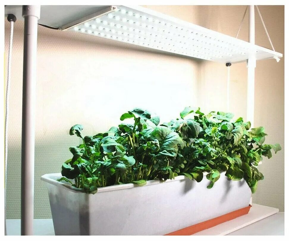 Лампа для вегетативного роста растения. Стойка для светильника для рассады. Светодиодный фитосветильник солнцедар фито д-30. Панели пластиковые урожай. Фитосветильник 35 вт полный спектр.