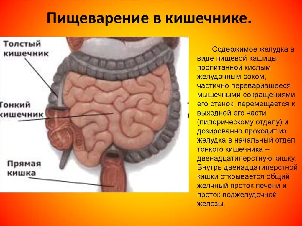 Процессы в кишечнике человека