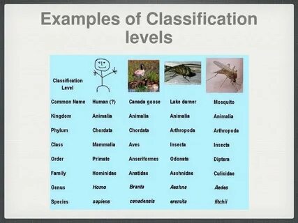 Classification examples