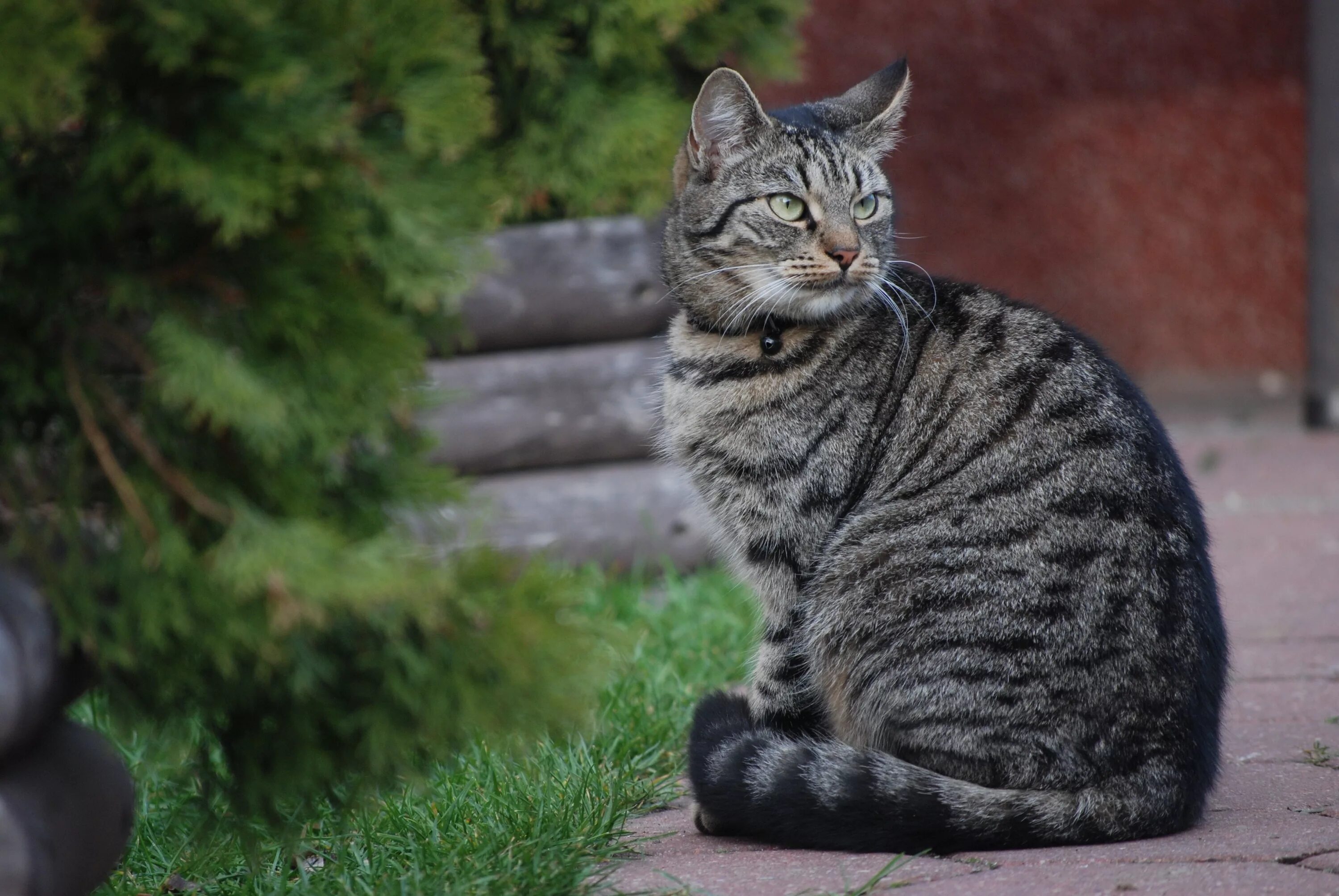 Самый обычный кот