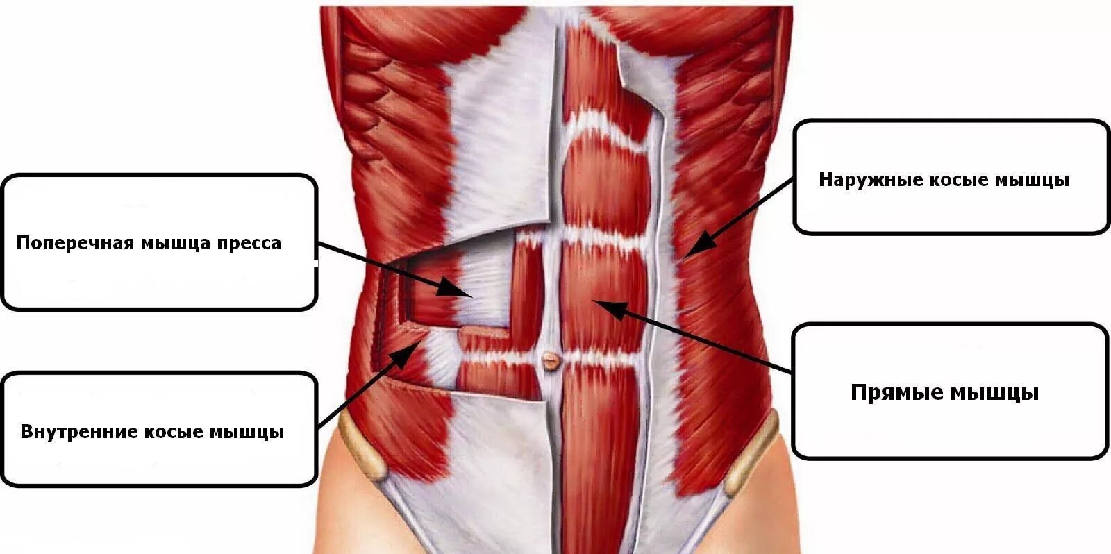 Поперечная мышца живота как накачать. Апоневроз наружной косой мышцы живота. Obliquus externus abdominis мышца. Мышцы живота анатомия наружная косая мышца. M rectus abdominis.
