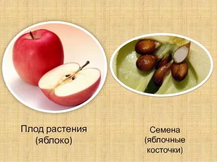 Яблоко это растение или нет