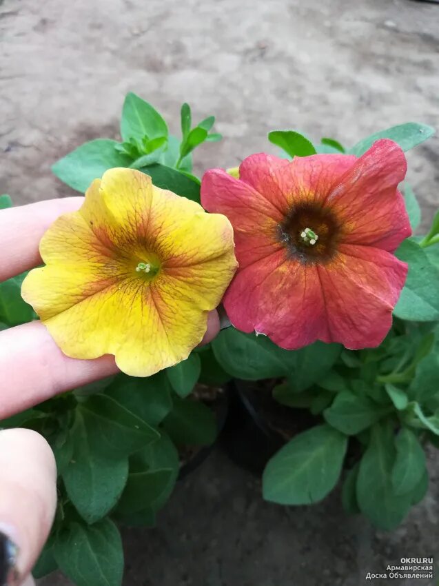 Петхоа описание. Петуния петхоа пинк. Петхоа описание. Петхоа beautical sunray pink. Петуния петхоа.