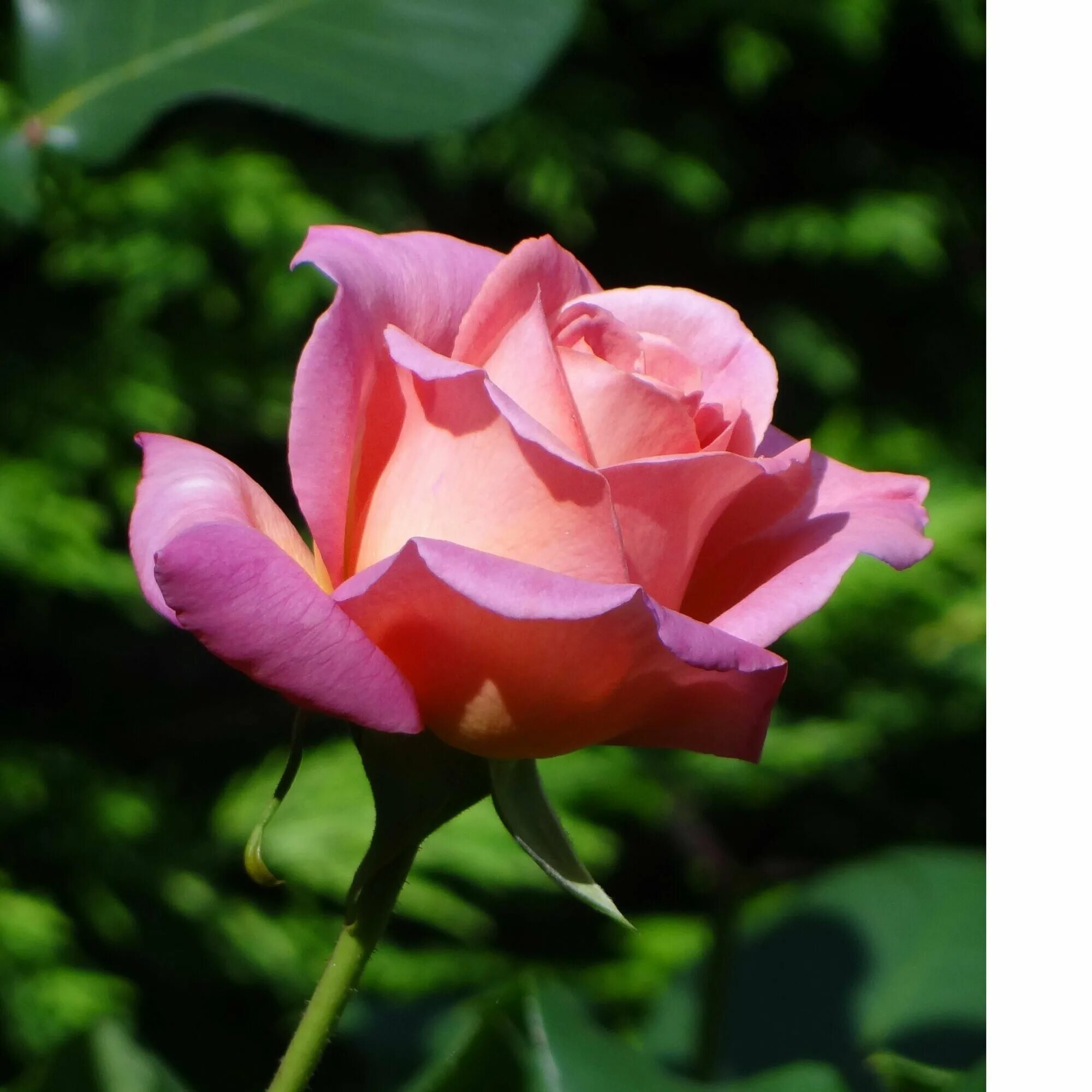 Розовые розы с острыми шипами я дарю. Rose bush с шипами. Розовые розы с острыми шипами я дарю. Розы с острыми шипами. Розовые розы с острыми шипами я дарю.