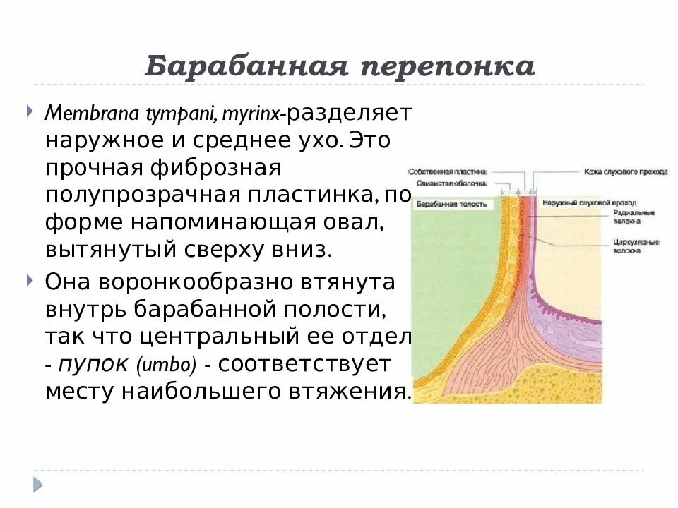 Слои барабанной перепонки. Втянутость барабанной перепонки. Структура среднего уха. Наличие барабанной перепонки